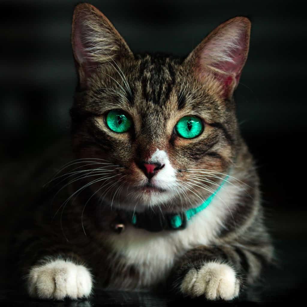 cat is sick
