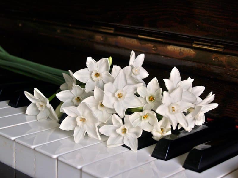 Piano Piano