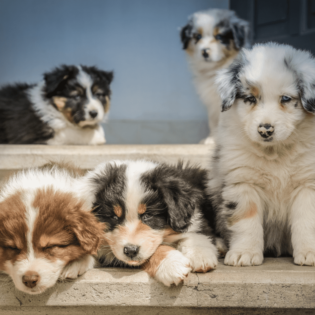 Adopting An Aussie Shepherd