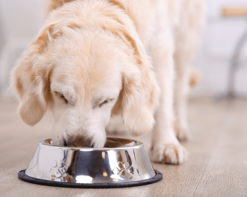 Vet-recommended Diet Tips Vet-recommended Diet Tips