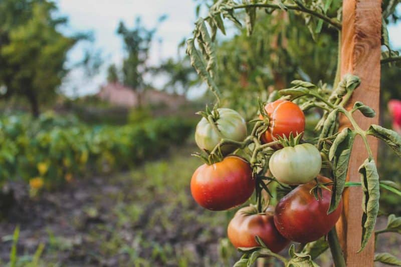 Summer Garden Trends