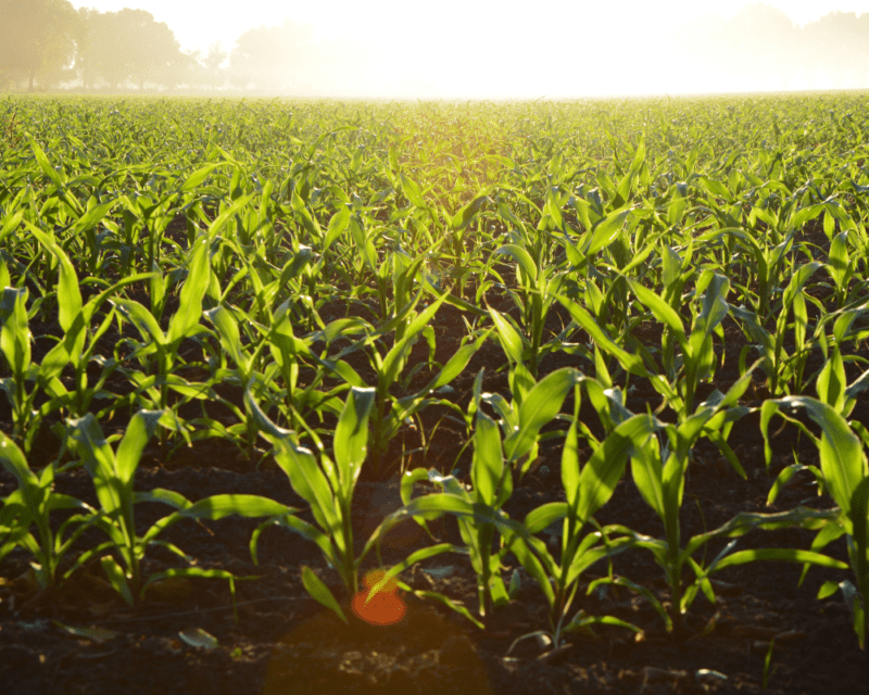 protecting soil protecting soil
