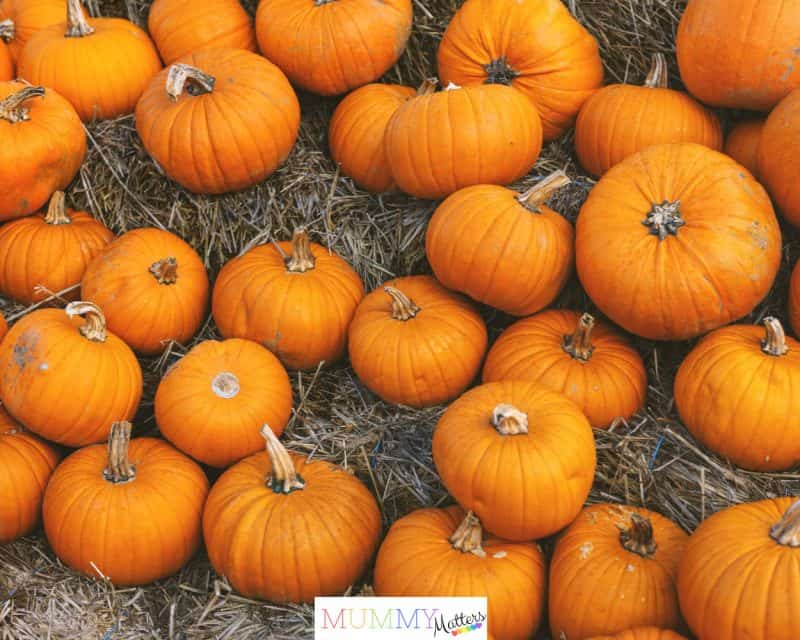Pumpkin Picking