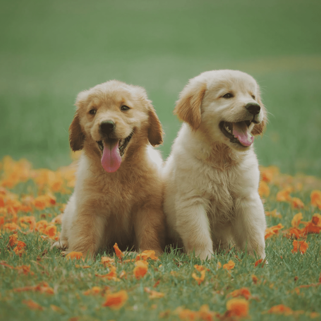 Keep Your Dog From Endangering Local Wildlife