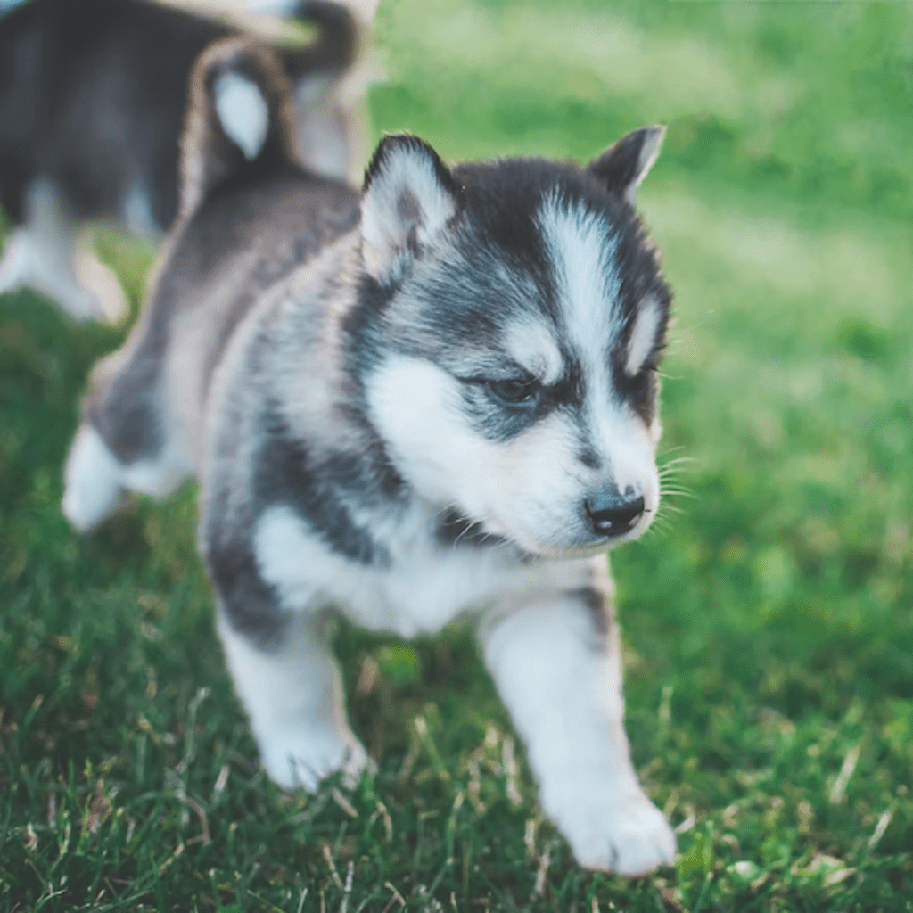 husky care