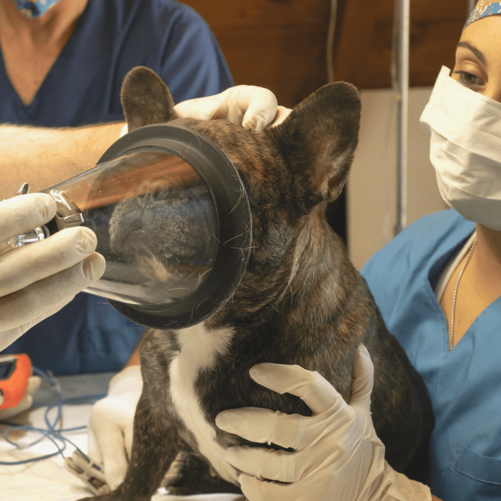 Insurance for your pets