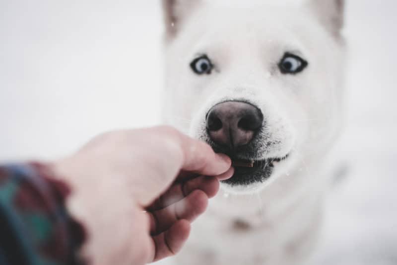 CBD Product For Your Pet CBD Product For Your Pet