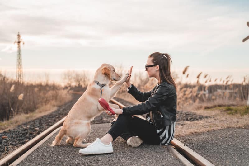 CBD Product For Your Pet CBD Product For Your Pet