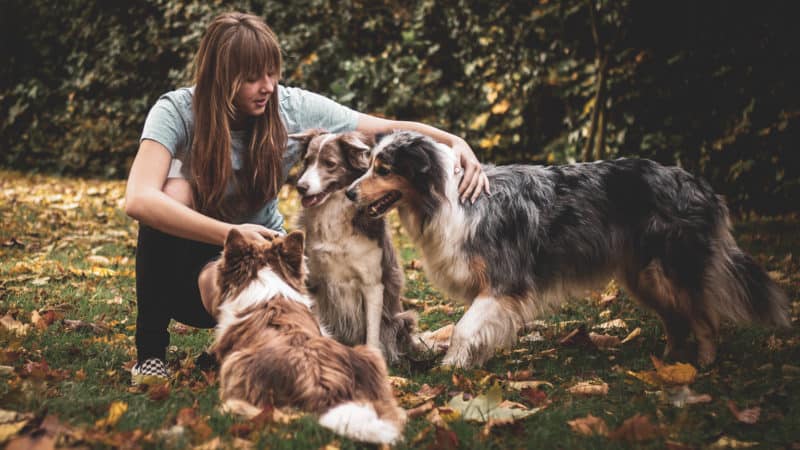 CBD Product For Your Pet CBD Product For Your Pet