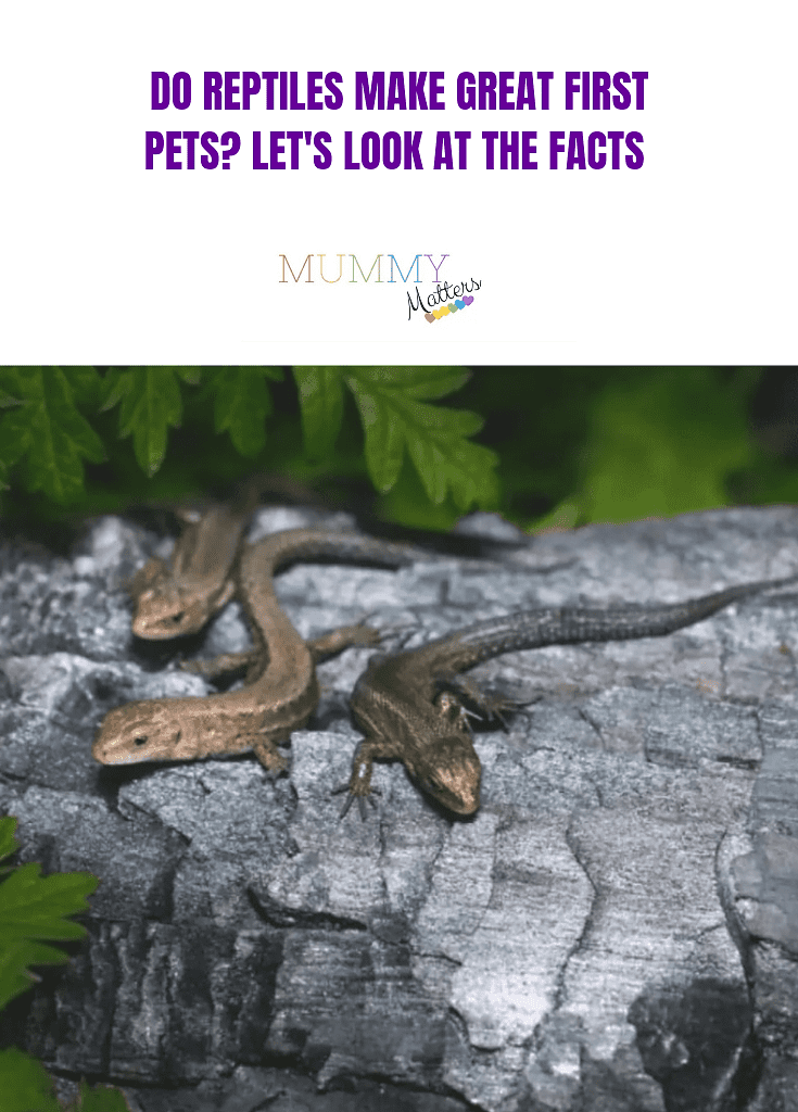 Reptiles
