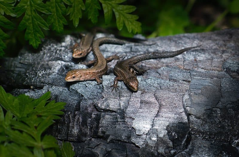 Reptiles Make Great First Pets Reptiles Make Great First Pets