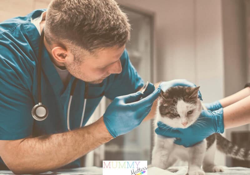 Choose A Vet For Your Pet