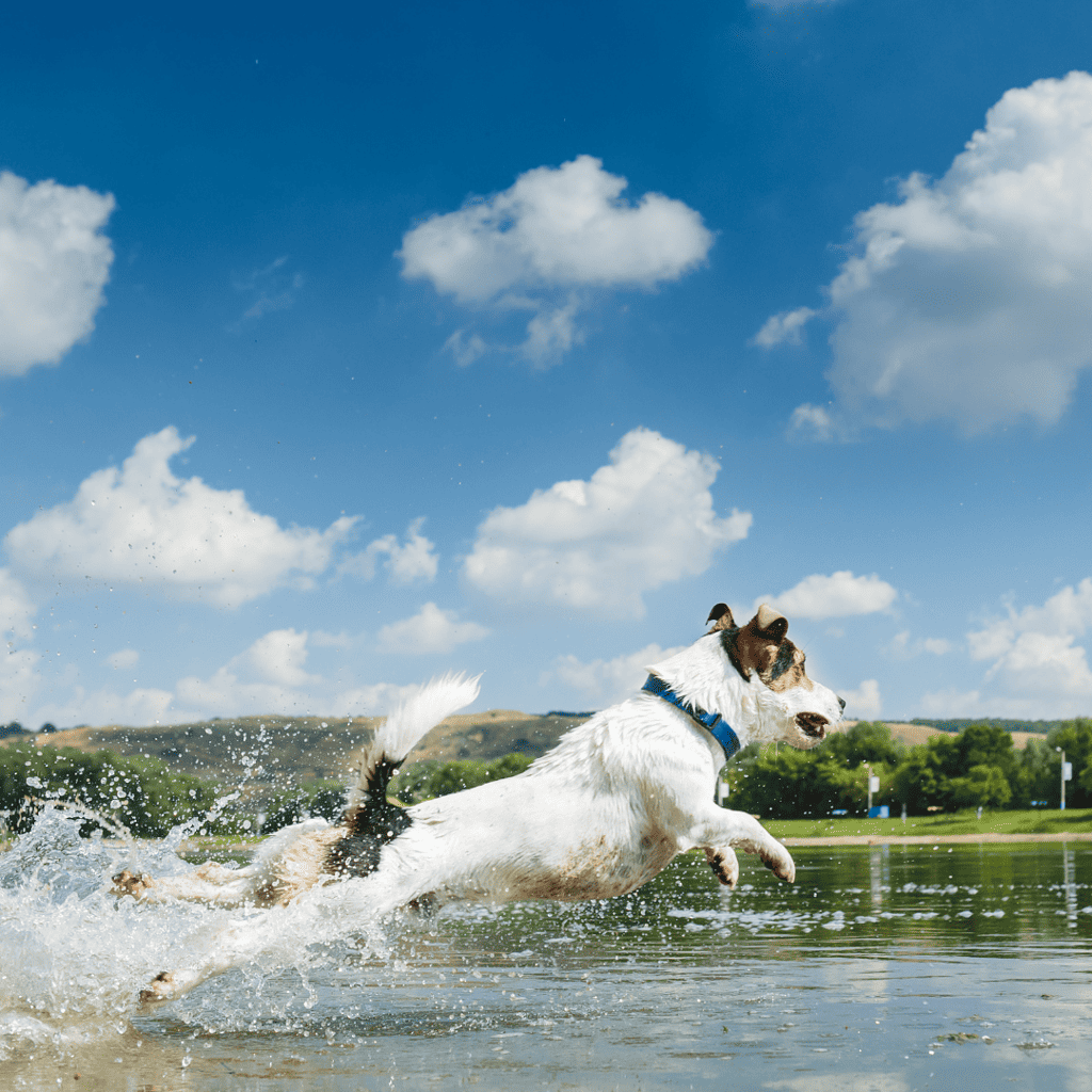 PitPat dog activity tracker