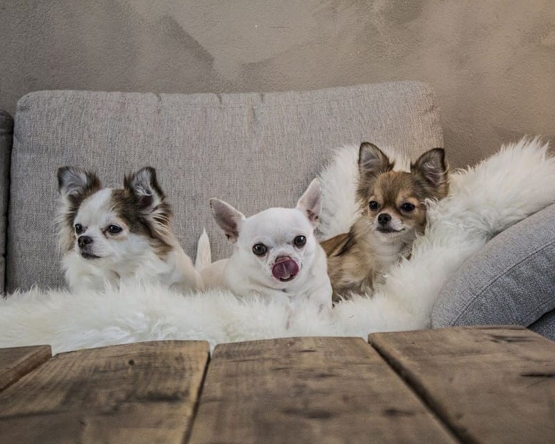 chihuahuas