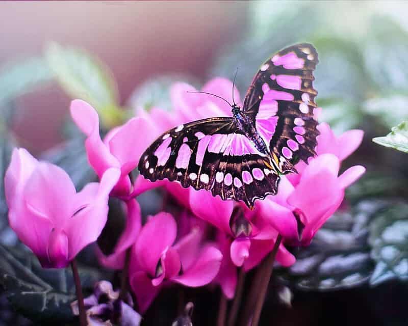 Math in Nature
