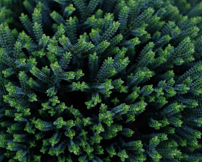 Math in nature
