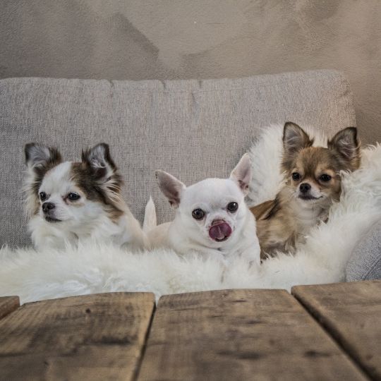 chihuahuas