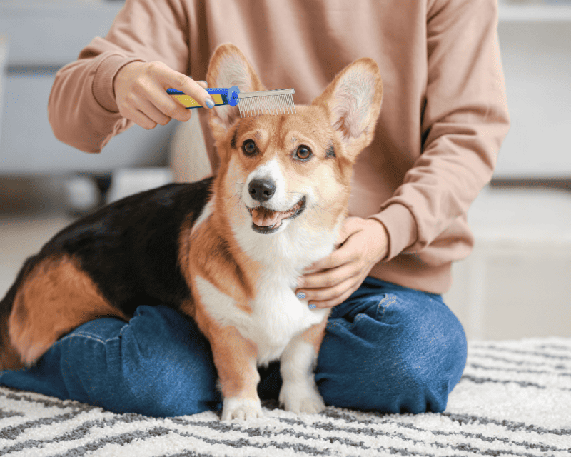 Canine Companion