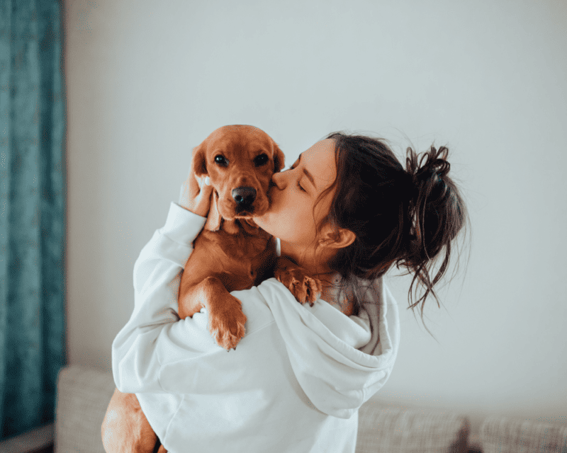 Canine Companion