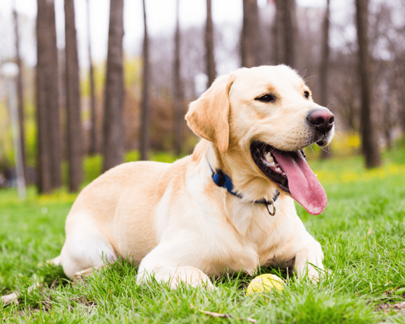 Champagne labrador Champagne labrador