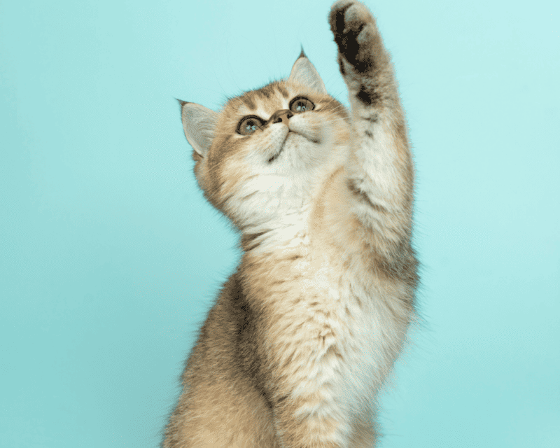 Comfortable Environment for Your New Pet Comfortable Environment for Your New Pet