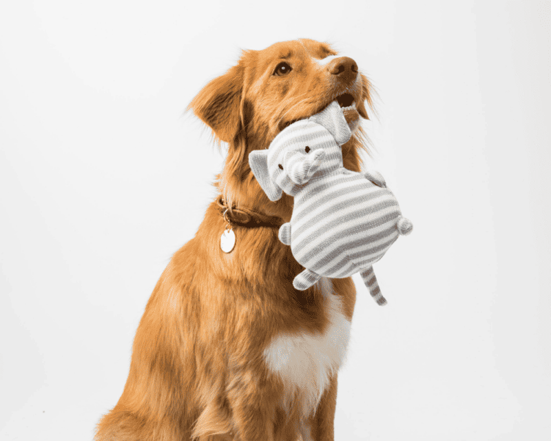 Comfortable Environment for Your New Pet Comfortable Environment for Your New Pet