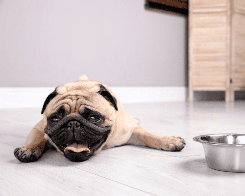 Cool Off Your Dog