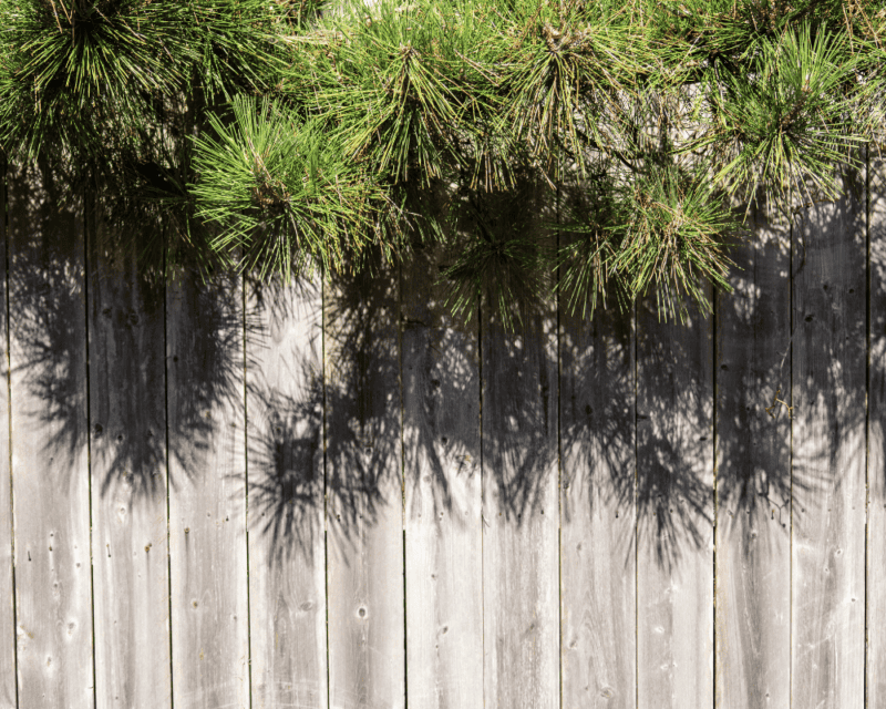 overhanging brances