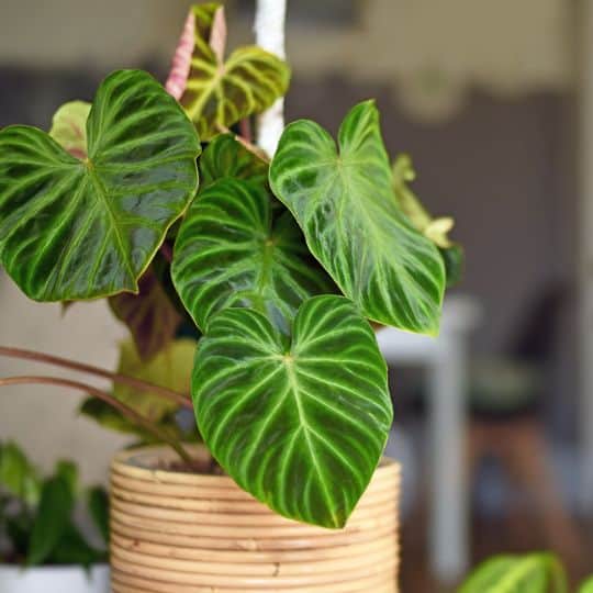 Eco-Friendly Décor