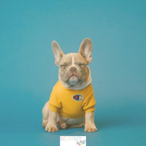Training Programme Could Benefit Your Dog