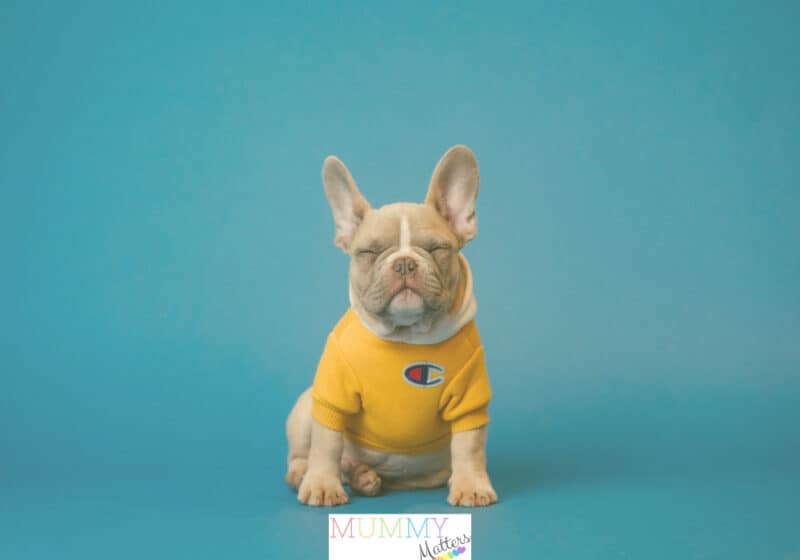 Training Programme Could Benefit Your Dog