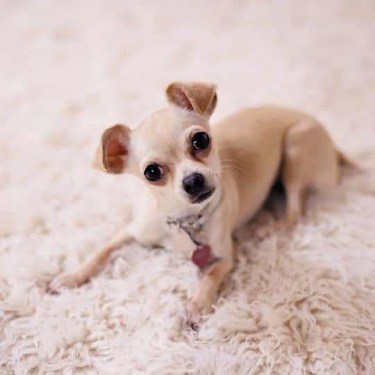 Pet dog is comfortable