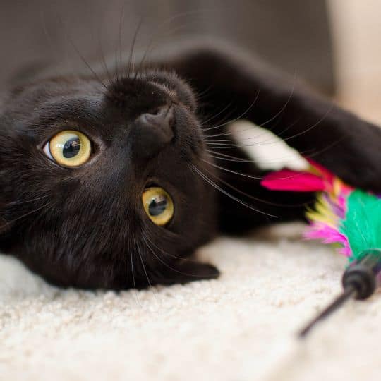 Cat sitting services