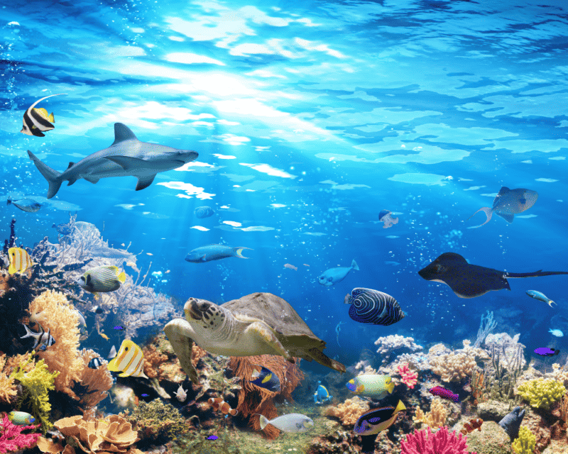 reef fishing reef fishing