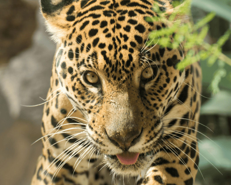 County Zoo