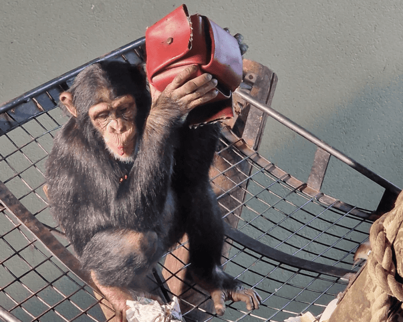 Chimpanzee Chimpanzee