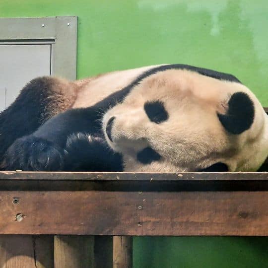 Edinburgh Zoo