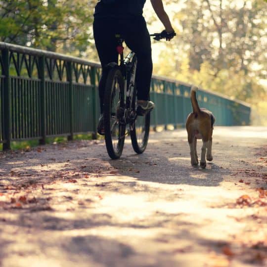 Activities You Can Do With Your Dog