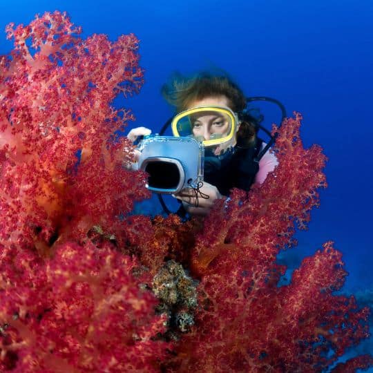 snorkeling safaris