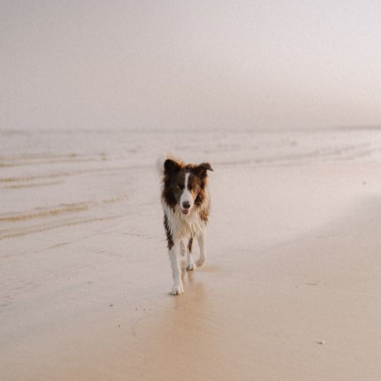 Joint Pain in Dogs