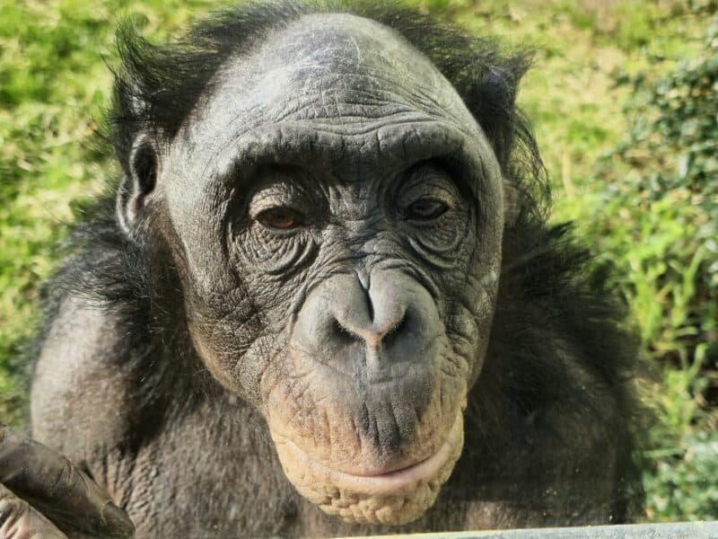 Twycross Zoo Bonono