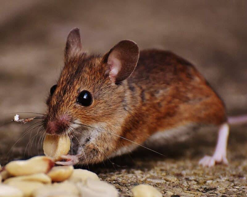 Pest Emergency at Home