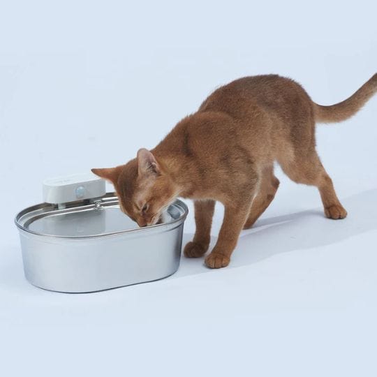 Cat Water Fountain
