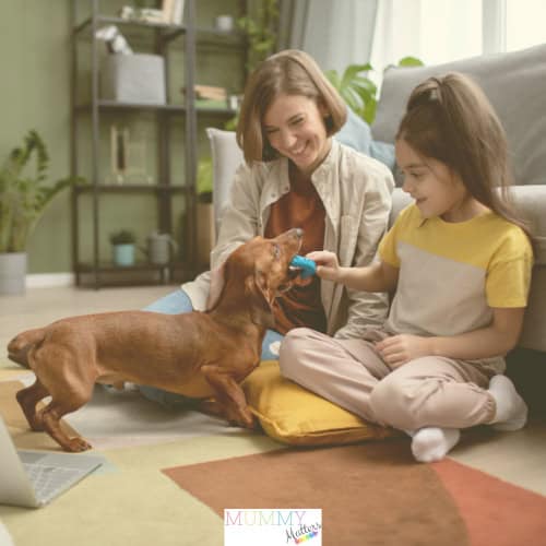 What to do with your pets when you go on vacation