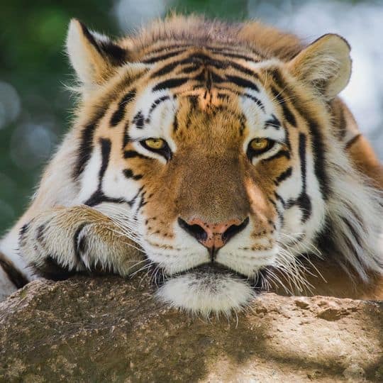 a tiger lying on a rock
