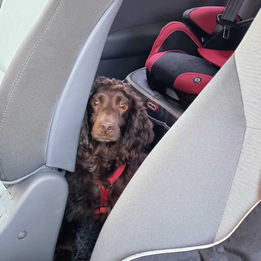Traveling With Dogs