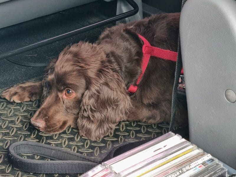 Traveling With Dogs