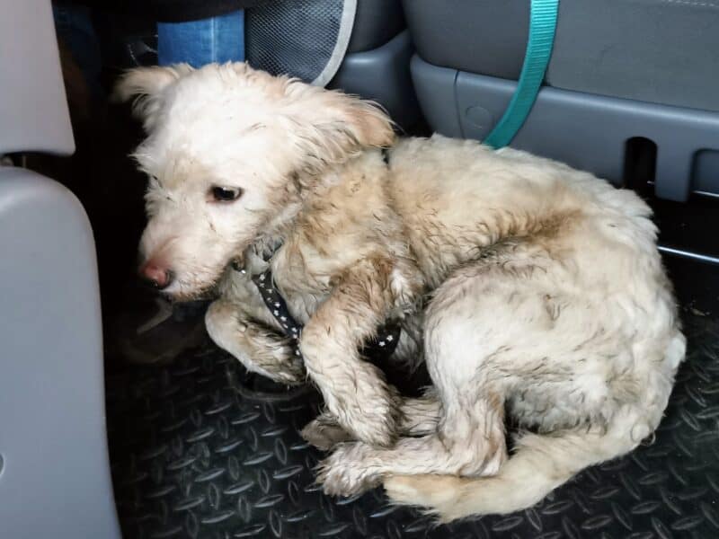 a dog lying on its back in a car