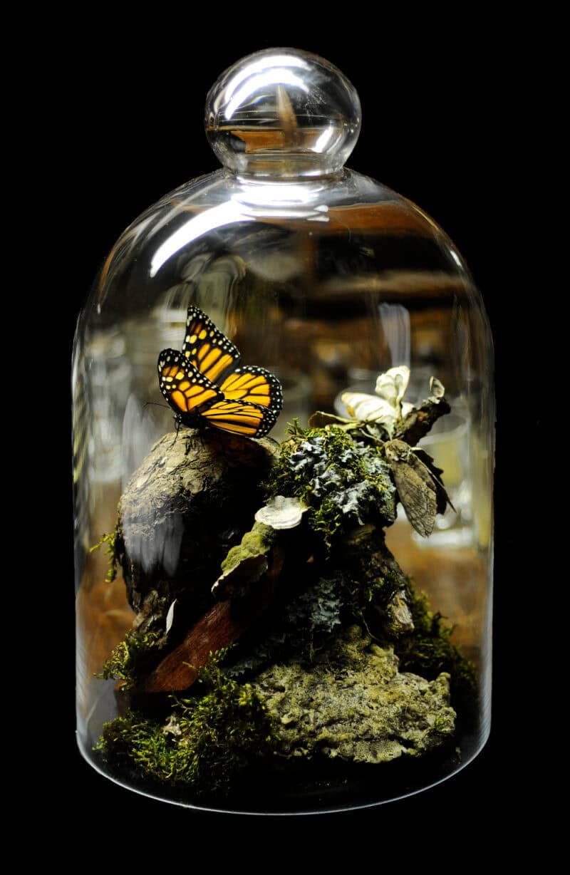 Monarch Butterfly Taxidermy 03