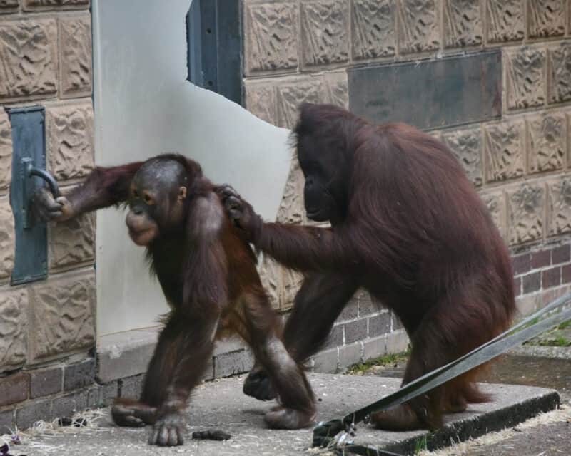Twycross Zoo